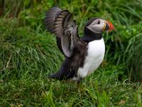 Flügelschlagender Papageientaucher